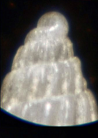 pyramidellidae 2